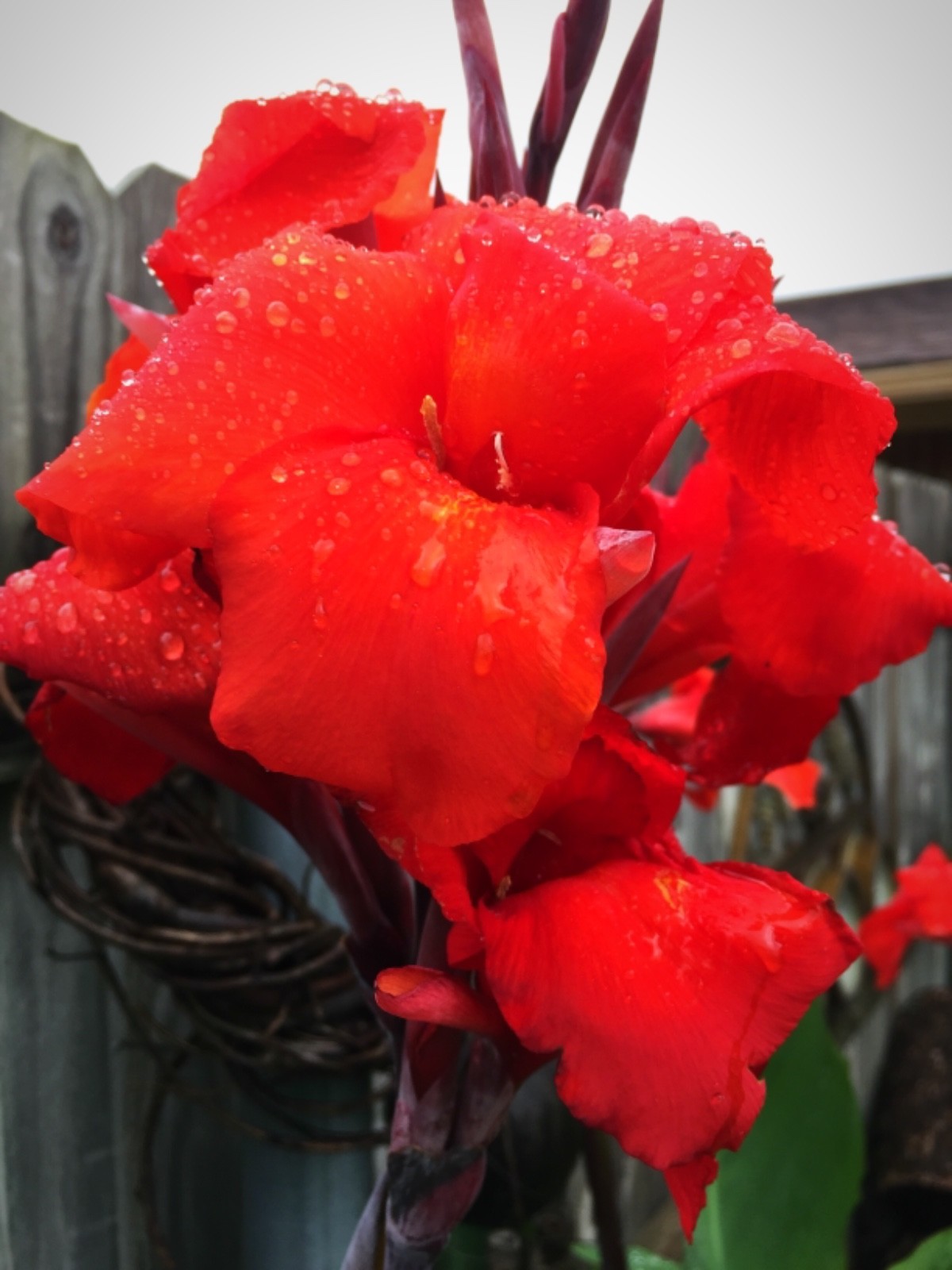  XL Canna Lily Bulbs – Bright Bold Red Flowers Tall With Large Green Leaves (5)