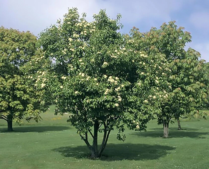 20+ seeds Nannyberry Native Shrub (Viburnum lentago) Edible & Medicinal