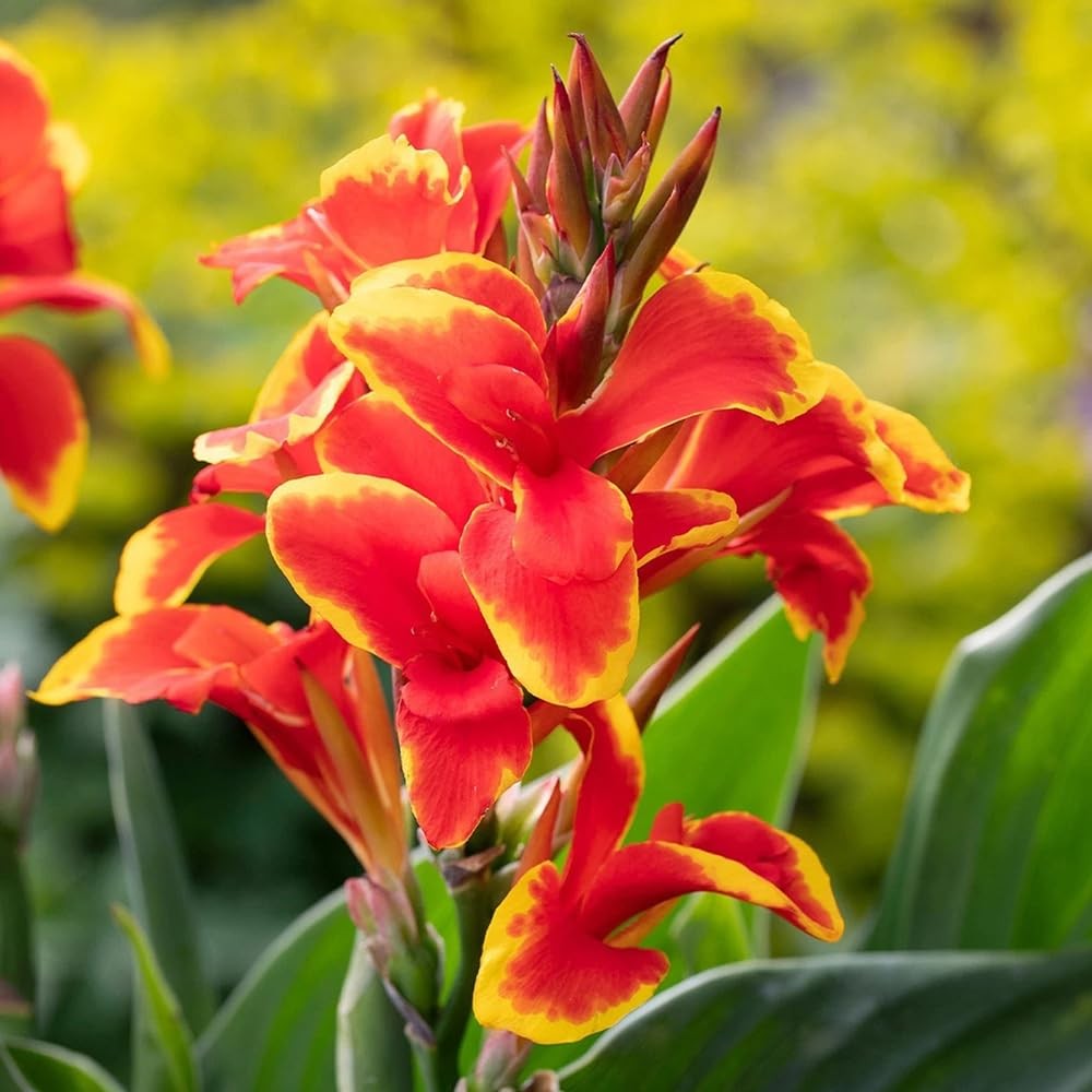 20+ Mixed Canna Lily Seeds Green Leaves Tropical Flowers Perennial Flowers Ga…