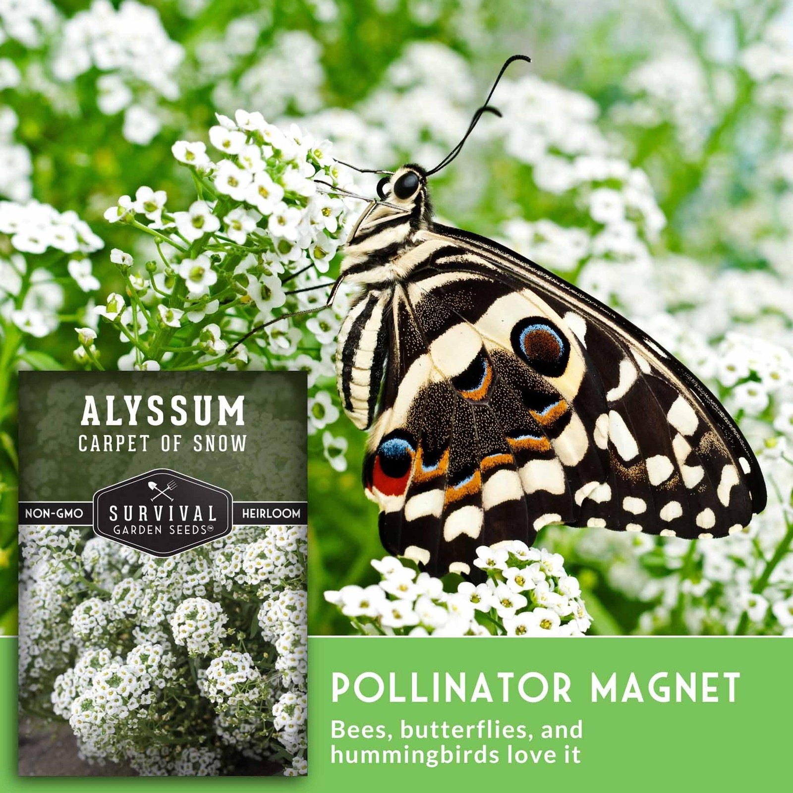 Alyssum Seeds for Planting Fragrant Ground Cover Flowers, NonGMO 5 Packs