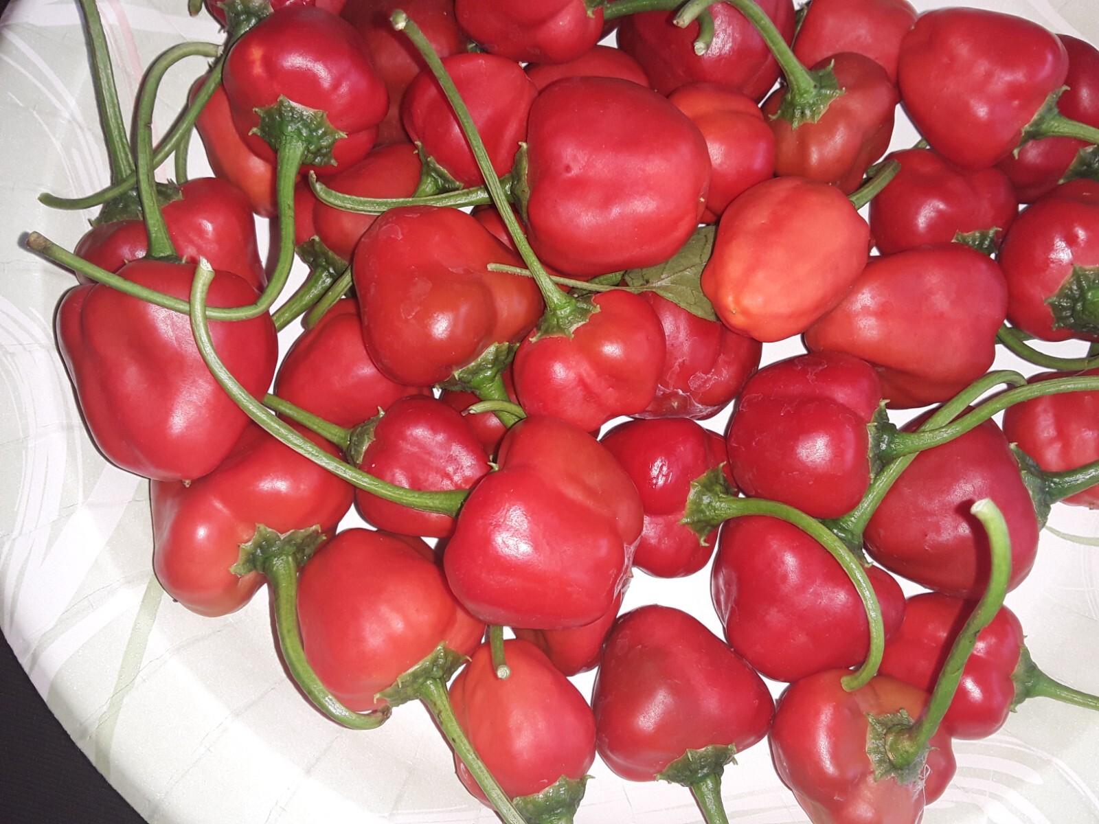 50+ Peppadew Pepper Seeds South Africa Sweet Piquante Super Prolific !