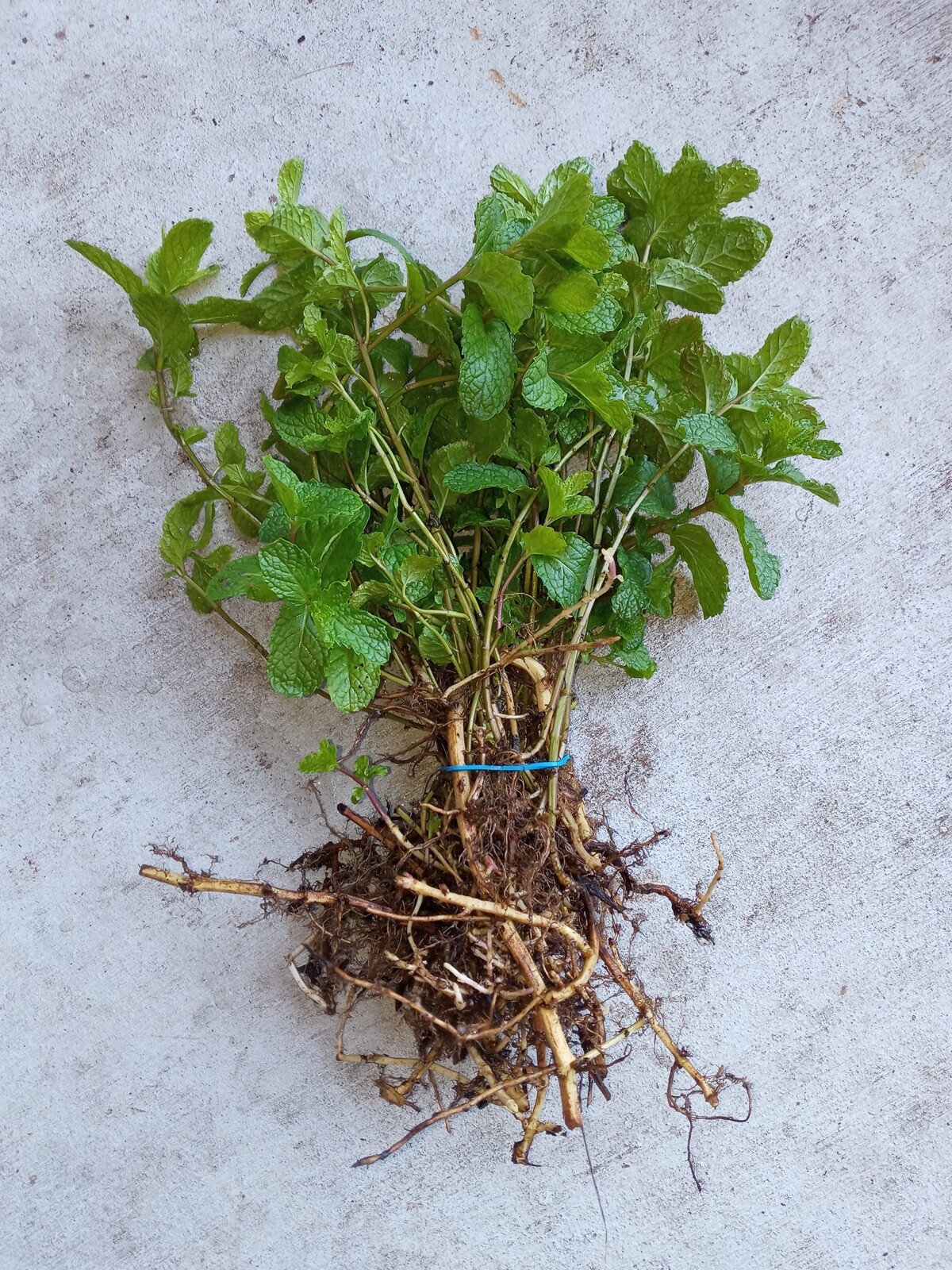 Ten (10) Live Plants Peppermint (Mentha Spicata) herb for tea , other, Organic