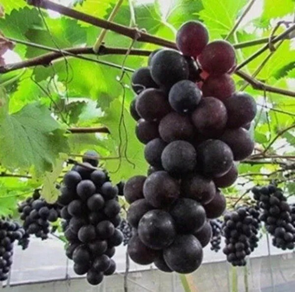 5+ RARE Japan / Taiwan Kyoho Jufeng Grape Seeds