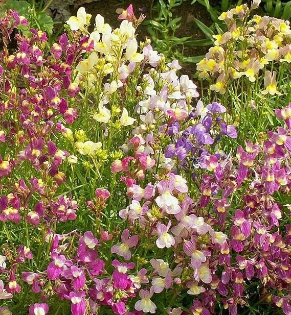 10000+Northern Lights Snapdragon Seeds Mix Toadflax Colorful Garden Favorite USA