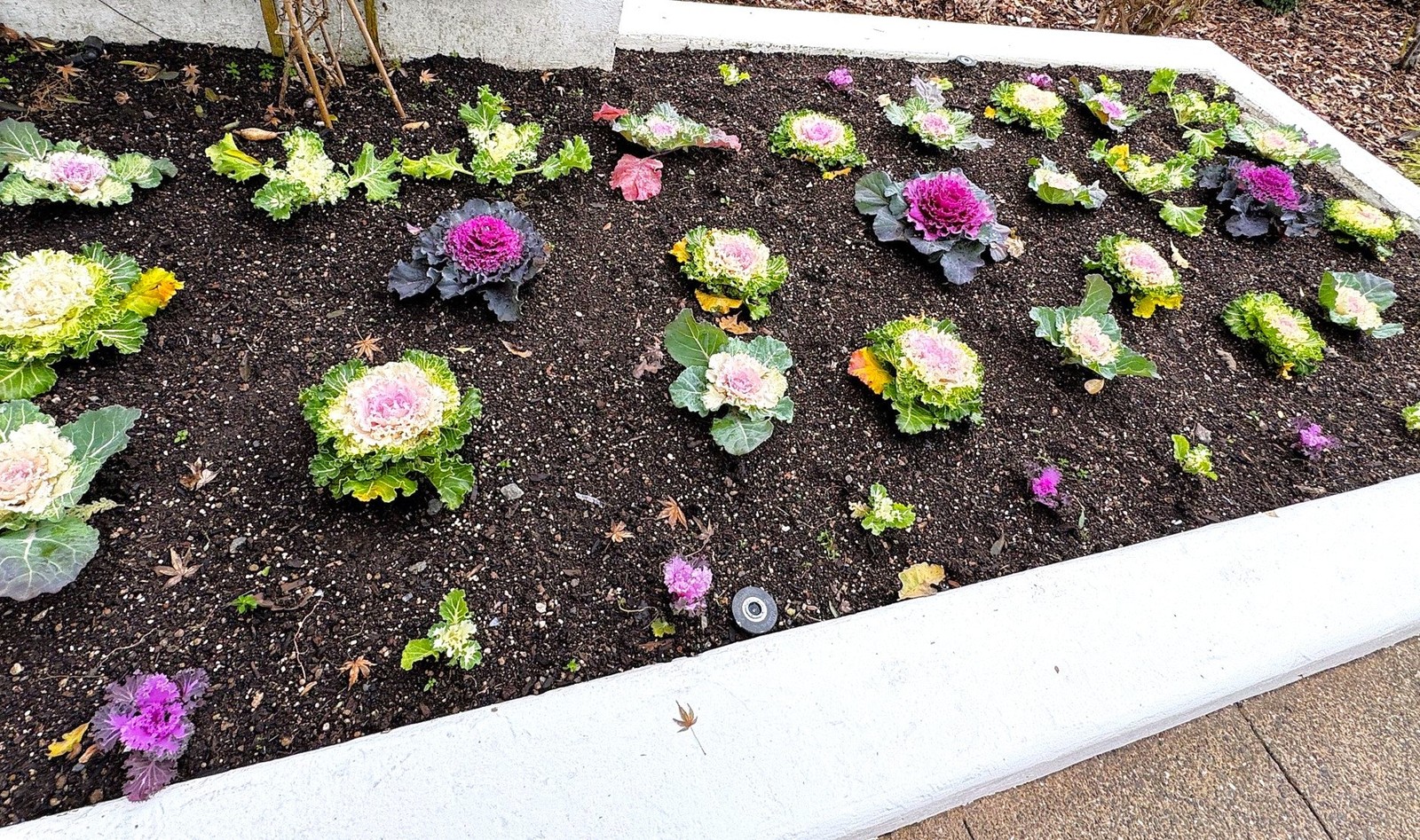 Smooth Mix Ornamental Cabbage (Kale) Seeds – For 2026 Planting Round-Leaf Pink