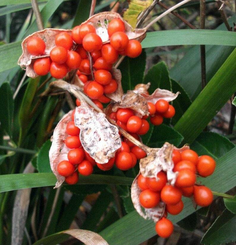 Iris foetidissima Citrina 1 Bareroot Plant