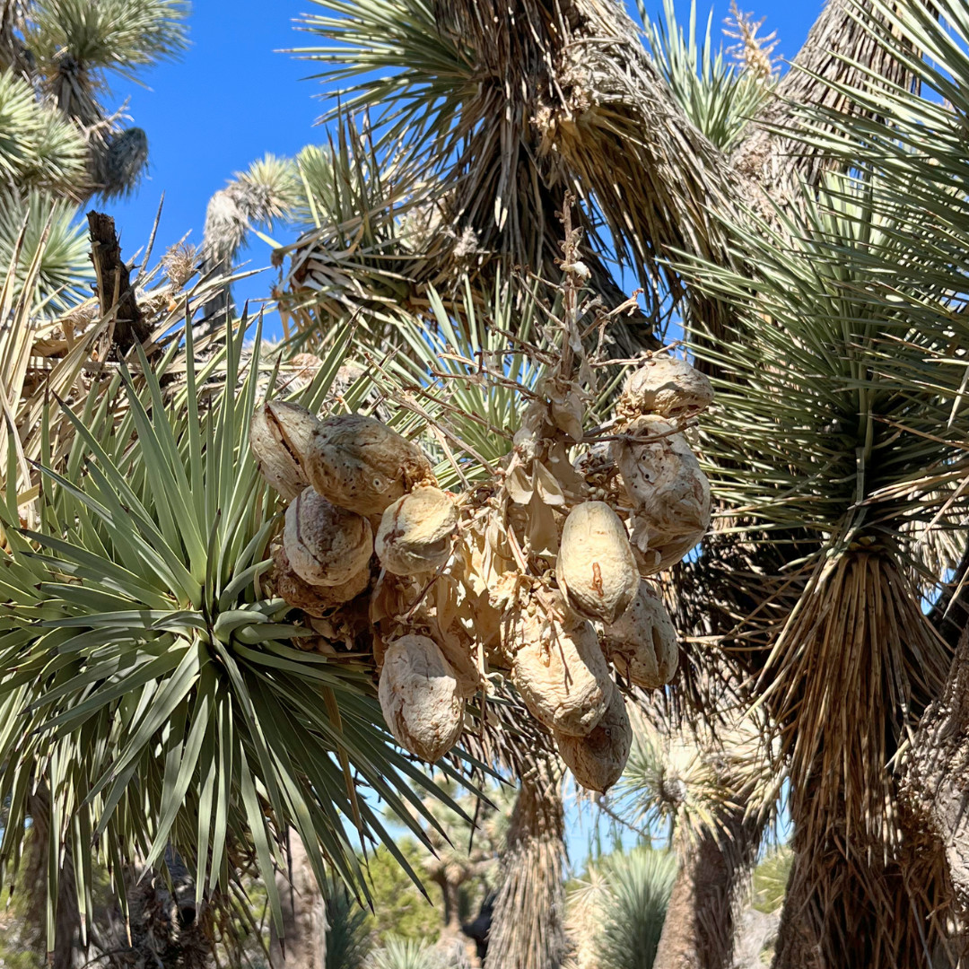 Organic Wild Foraged California Joshua Tree Seeds (Yucca Brevifolia)