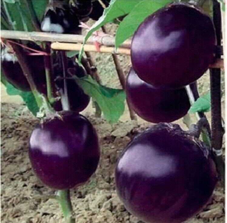 Organic 50 Pcs Black Eggplant Seeds Green Vegetable For Garden Planting