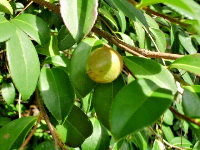 10 CAMELLIA OBTUSIFOLIA SEEDS