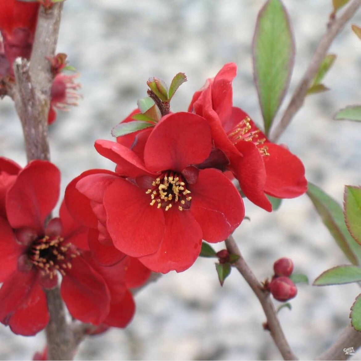 Chaenomeles Speciosa “Spitfire” (Red Flowering Quince) Plant