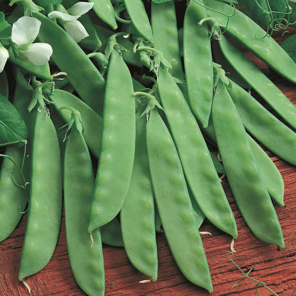 Oregon Sugar Pod 2 Snow Pea Seeds | Flat Asian Chinese Snap Peas Fresh Seed 2024