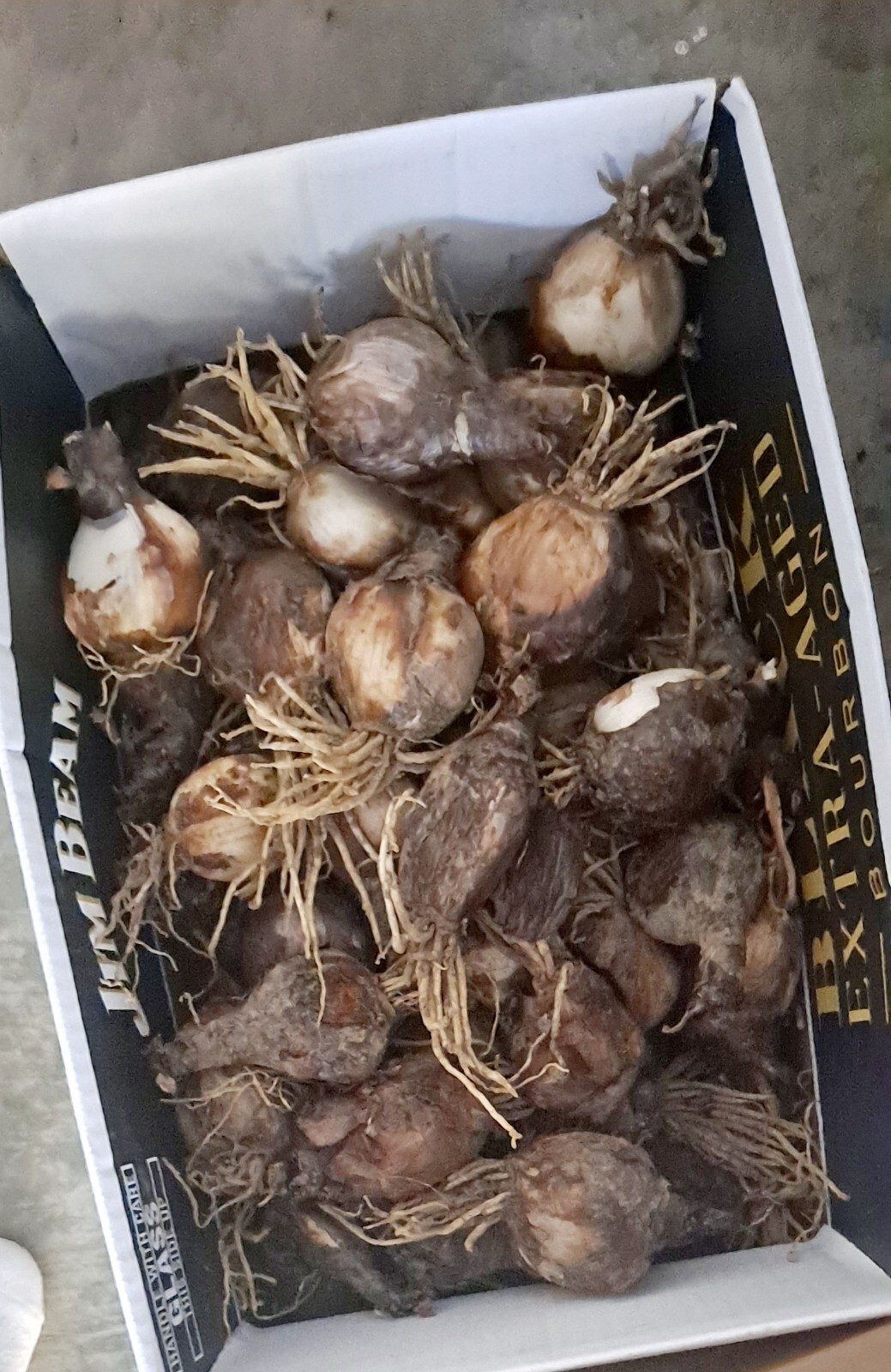 💗Naked Ladies Pink Lot of 10 – Surprise Lycoris Lily Blubs. $27.00