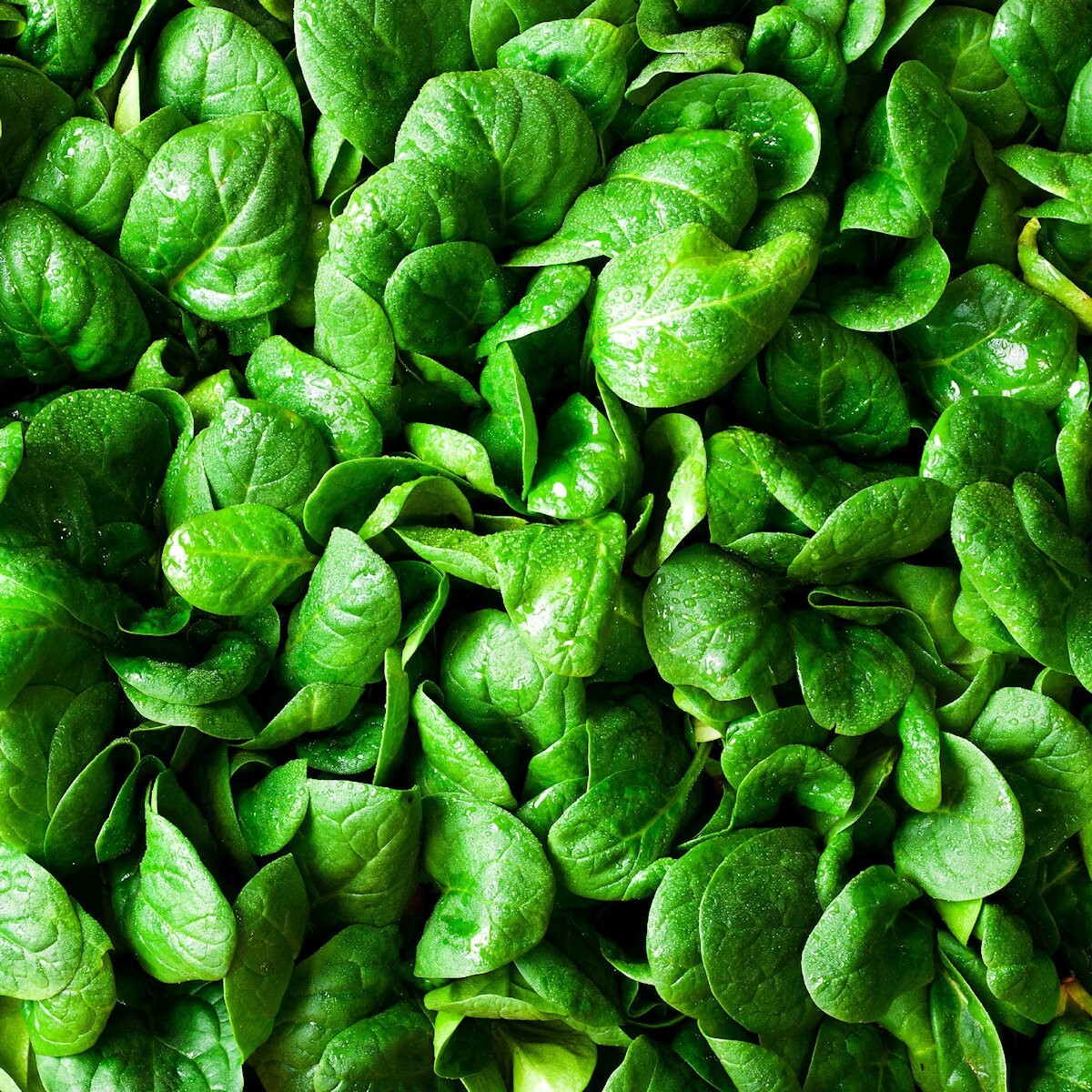 1 Oz Bloomsdale Spinach Seeds – Everwilde Farms Mylar Seed Packet