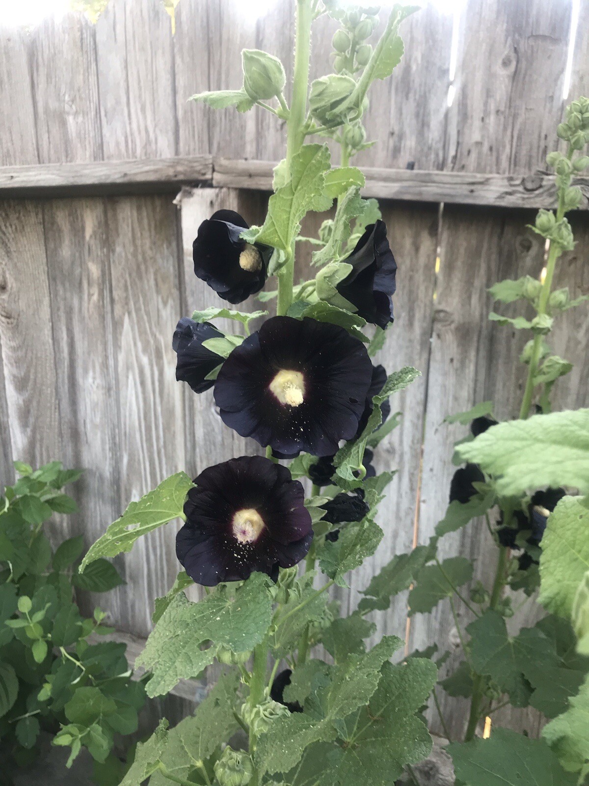 25 Hollyhock SEEDS BLACK DARK PURPLE “the Watchmen” Heirloom￼￼ Variety Seeds