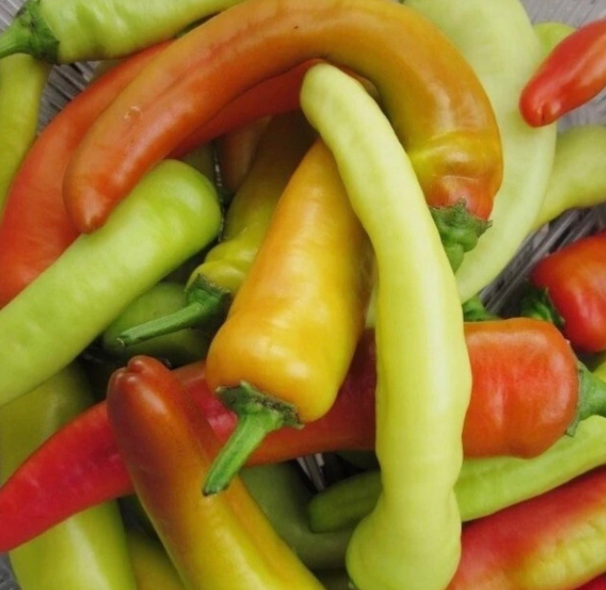 Hot Hungarian Wax Banana Pepper Seeds, Organic, Fresh 2026, Heirloom Non-GMO