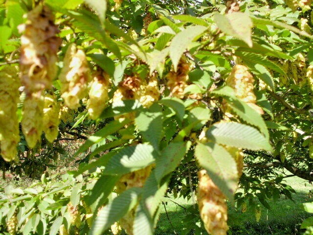 20 JAPANESE HORNBEAM SEEDS – Carpinus japonica