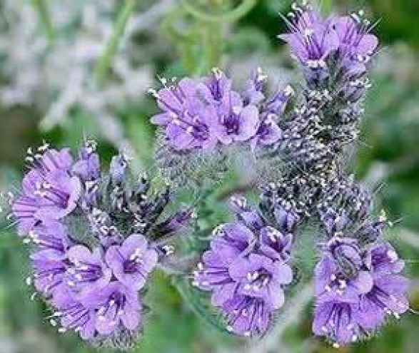 LACY PHACELIA 100 FRESH SEEDS FREE USA SHIPPING PHACELIA TANACETIFOLIA