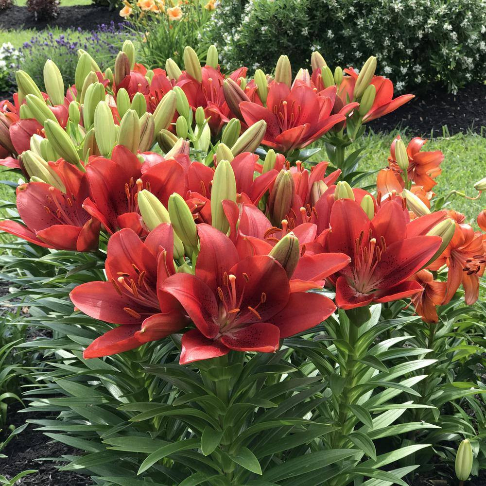 Lily Summer Scarlet LA Hybrid Bulbs (5-Pack)