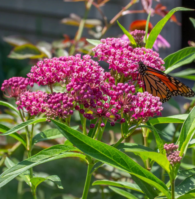 Set 2 Pink Milkweed Live Starter Plants – 3-8″Tall – Monarch Butterfly Attractin
