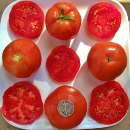 Rutgers – So Delicious! +25 Fresh Seeds – Buy any 3 or more items, 10% off order