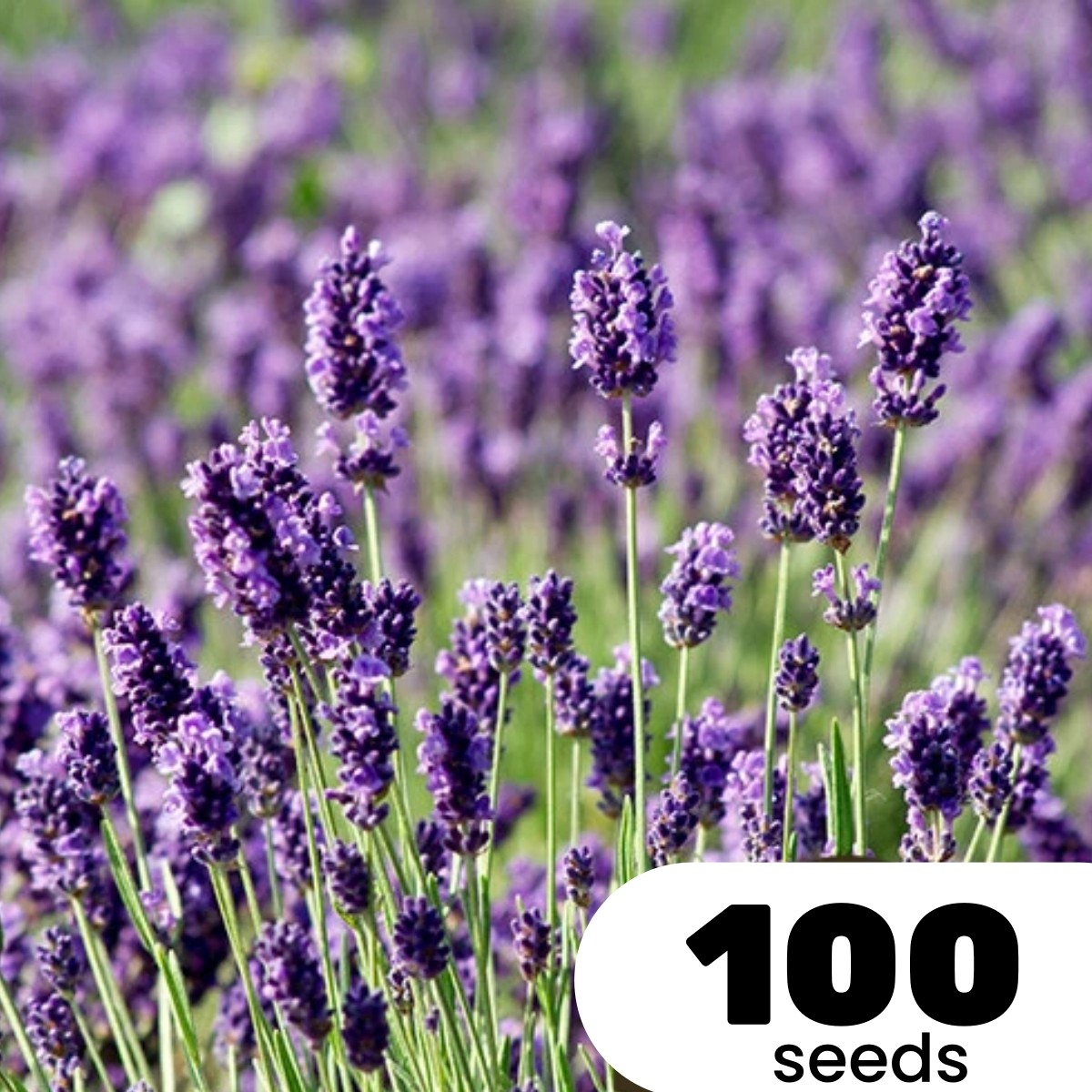 100 Lavender Flower Seeds Purple Bloom Herb Fragrant Garden Indoor Seed