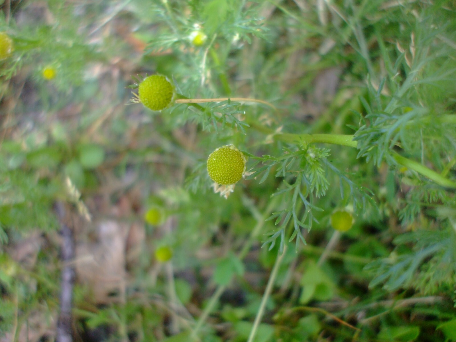 Matricaria discoidea (Pineapple Weed) wildflower seed pack, Annual