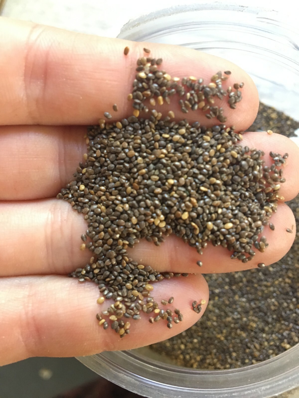 Salvia tiliaefolia, TARAHUMARA CHIA SEEDS 1/2 Ounce