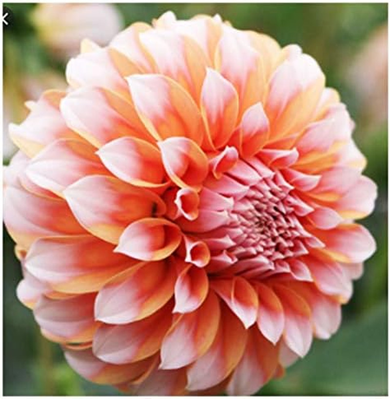 Peaches Cream Dahlia – Ball Dahlia
