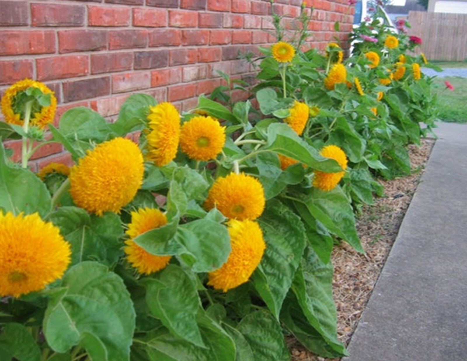 25 Teddy Bear Dwarf Sunflower Seeds Heirloom NON-GMO, Always Fresh Seeds – Cute