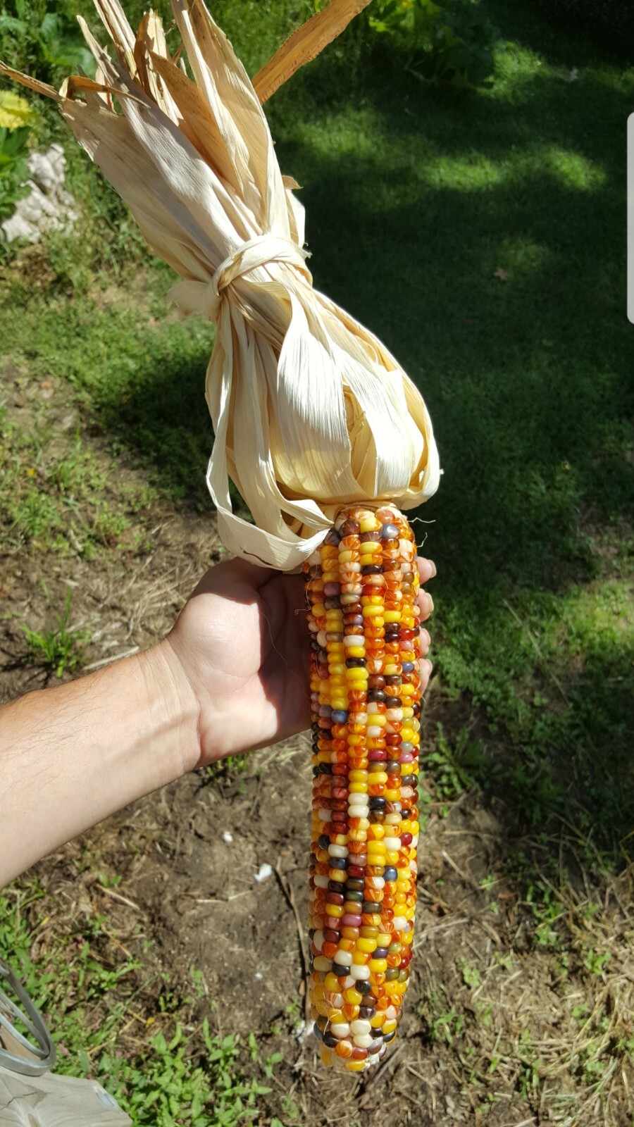 Rare Giant Indian Corn Seeds X50!Colorful Massive Ears,Ornamental! Easy To Grow!