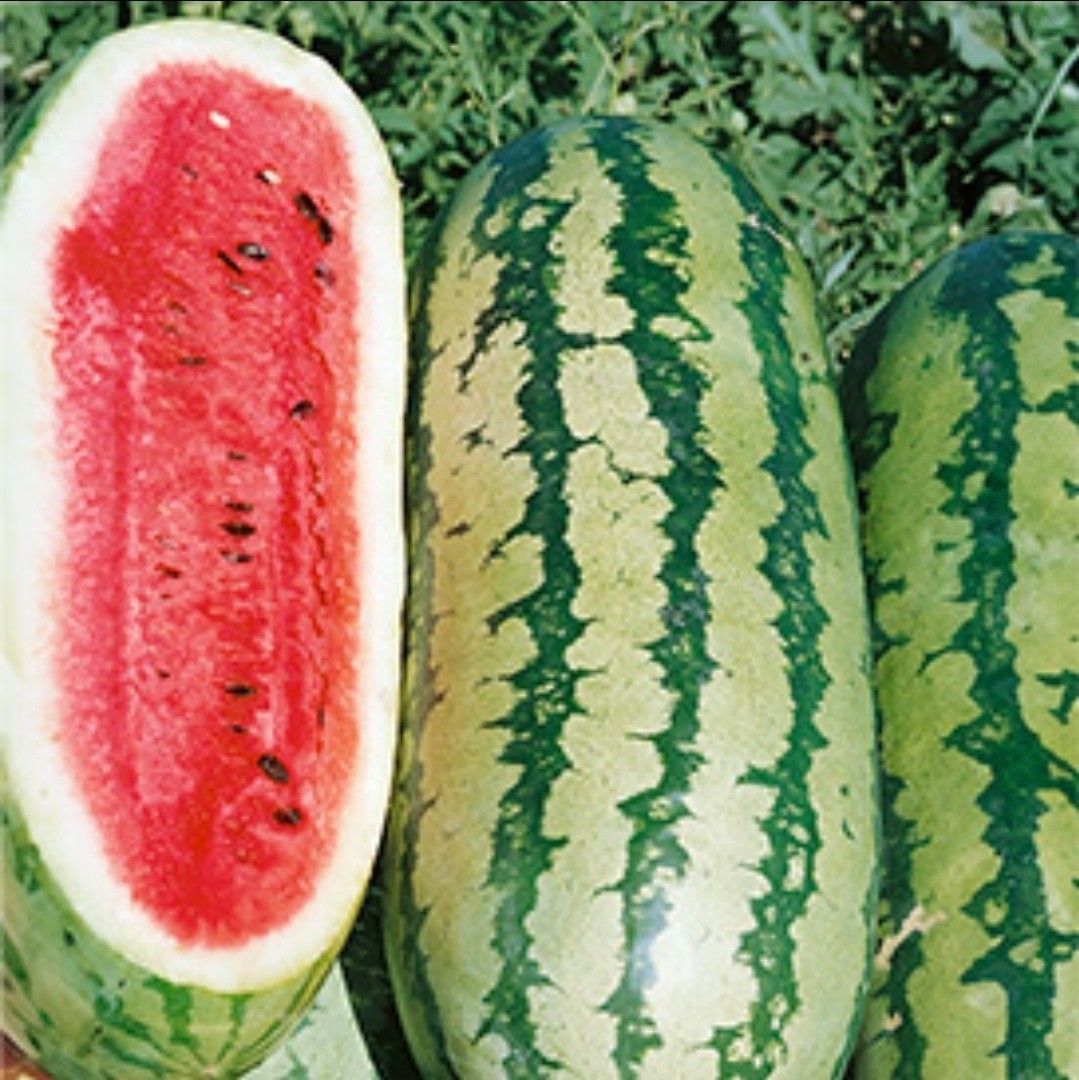 Sangria Watermelon Seeds (25) / FL Grown / Sweet / Disease Resistant / 20-25lb