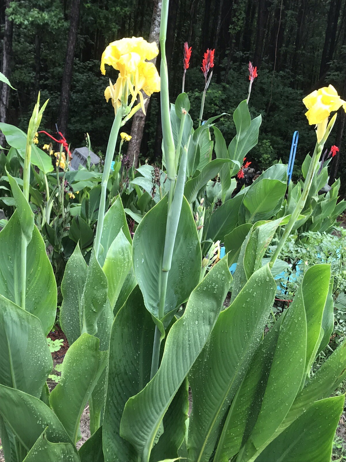3 count Yellow Canna Lily Bare Root Plants