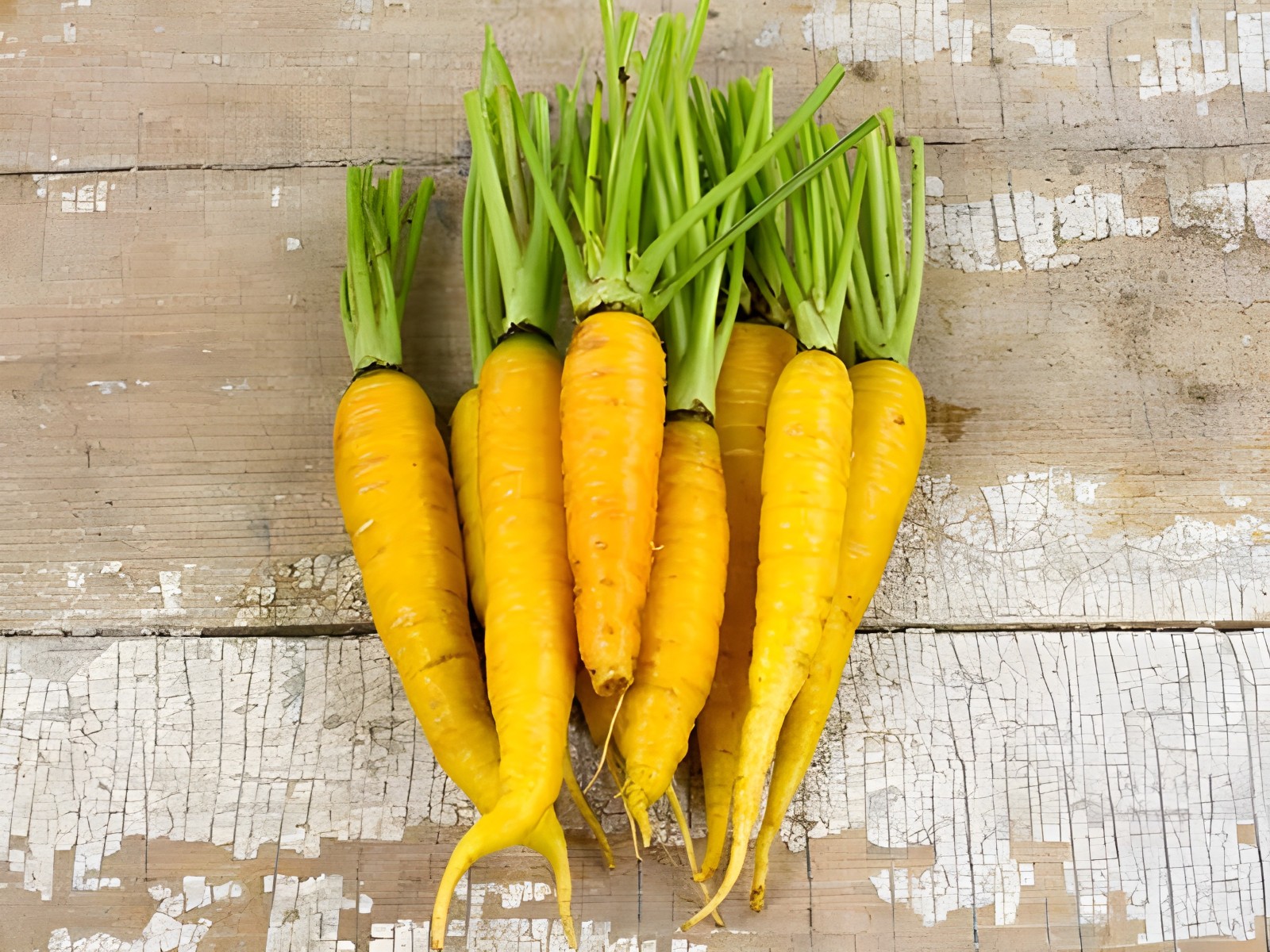 2,000 Heirloom Long Yellow Carrot Seeds – Organic NonGMO – Sweet & Tender!