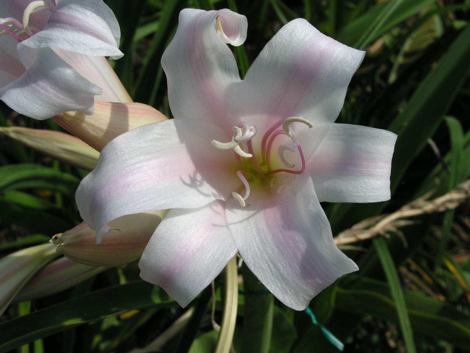 Crinum Lily, Goweni “Massey’s Pride”, JUMBO, blooming-size bulb