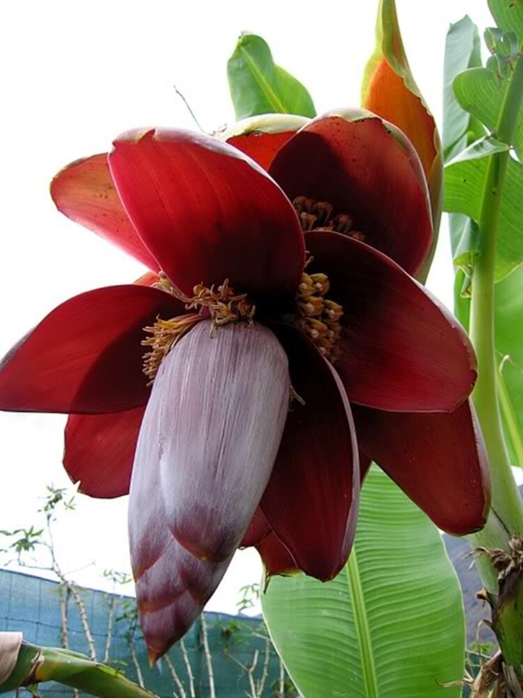 Musa Balbisiana 10 Seeds, Wild Banana Fruit Berry Tree Ornamental Garden