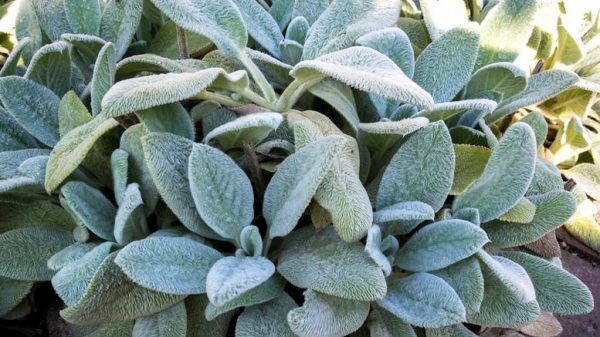 3 Bare Roots Lambs Ear Stachys Byzantina Lanata Perennial For Immediately Plant