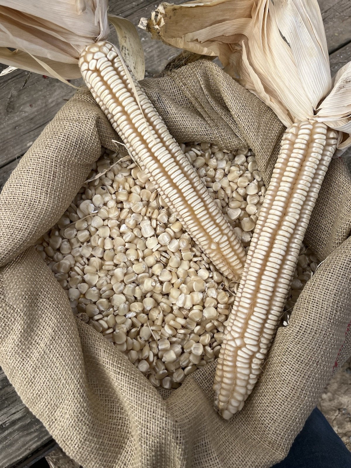 Hickory King White Heirloom Seed Corn Half Pound