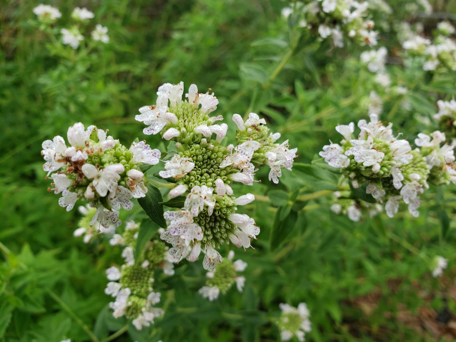 Mountain Mint | 25 Seeds | Pycnanthemum Verticillatum | Herbal Tea | Florida