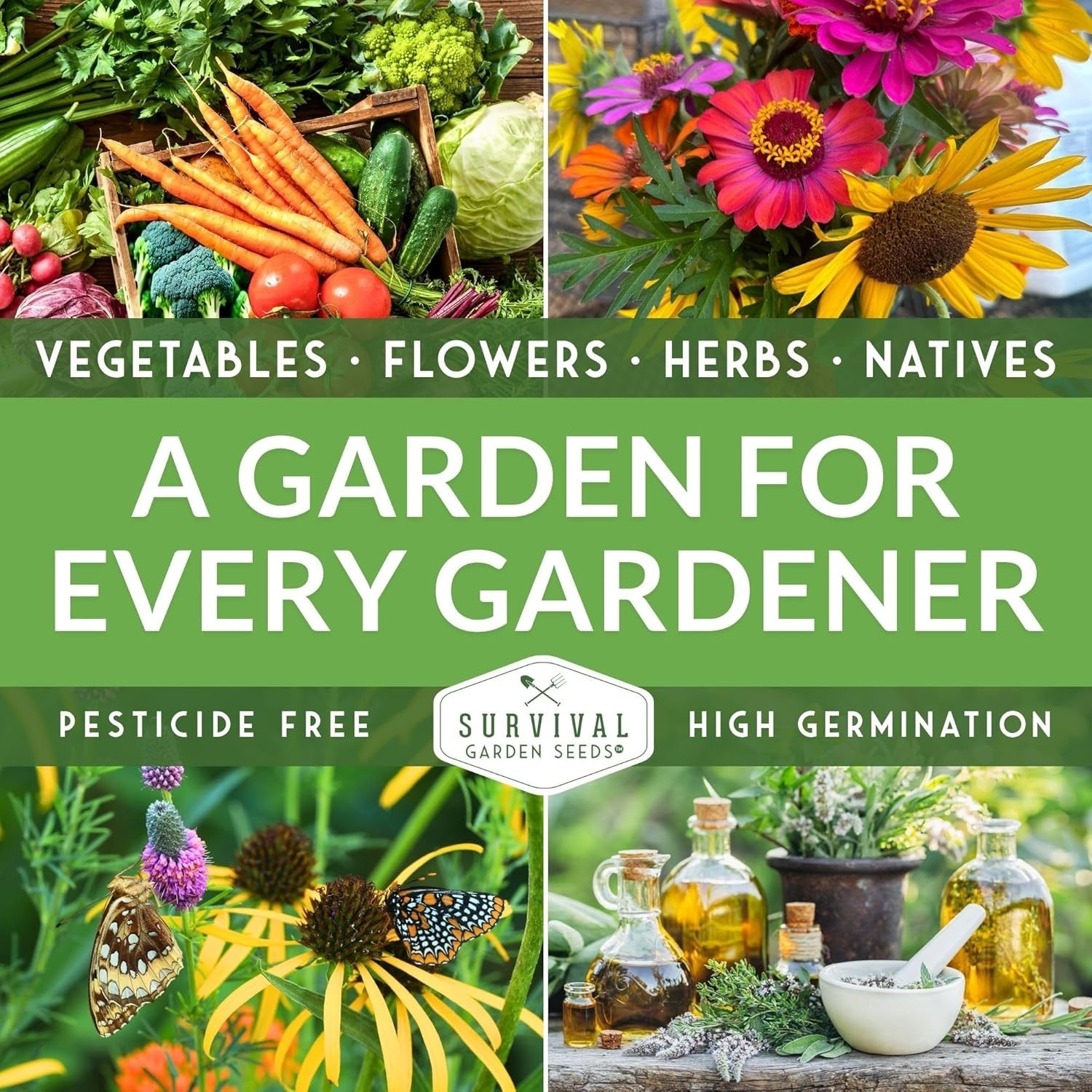Heirloom Cylindra Beet Seeds – Compact, Disease Resistant, Sweet Flavor – 1 Pack