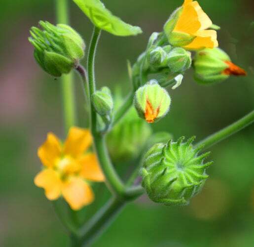 Velvetleaf Seeds for Planting – 50 Seeds – Grow Button Bush – Abutilon theophras