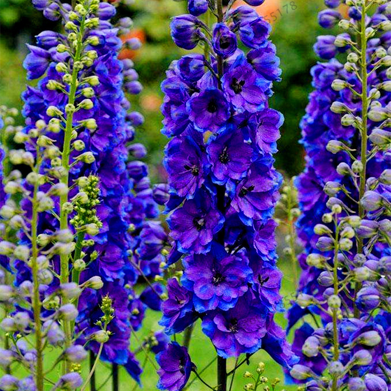 600+LARKSPUR Rocket IMPERIAL Mix Seeds Native Wildflower Cut Flowers Pollinators