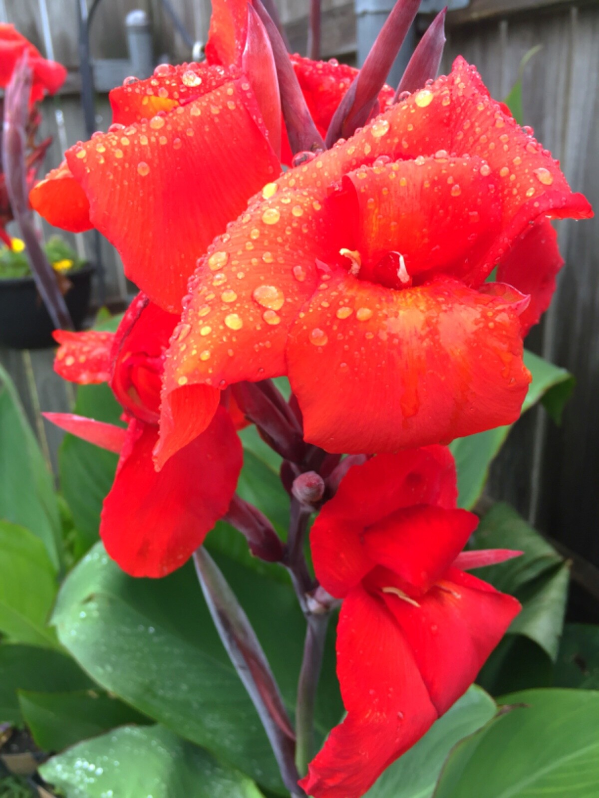 XL Canna Lily Bulbs – Bright Bold Red Flowers Tall With Large Green Leaves (3)