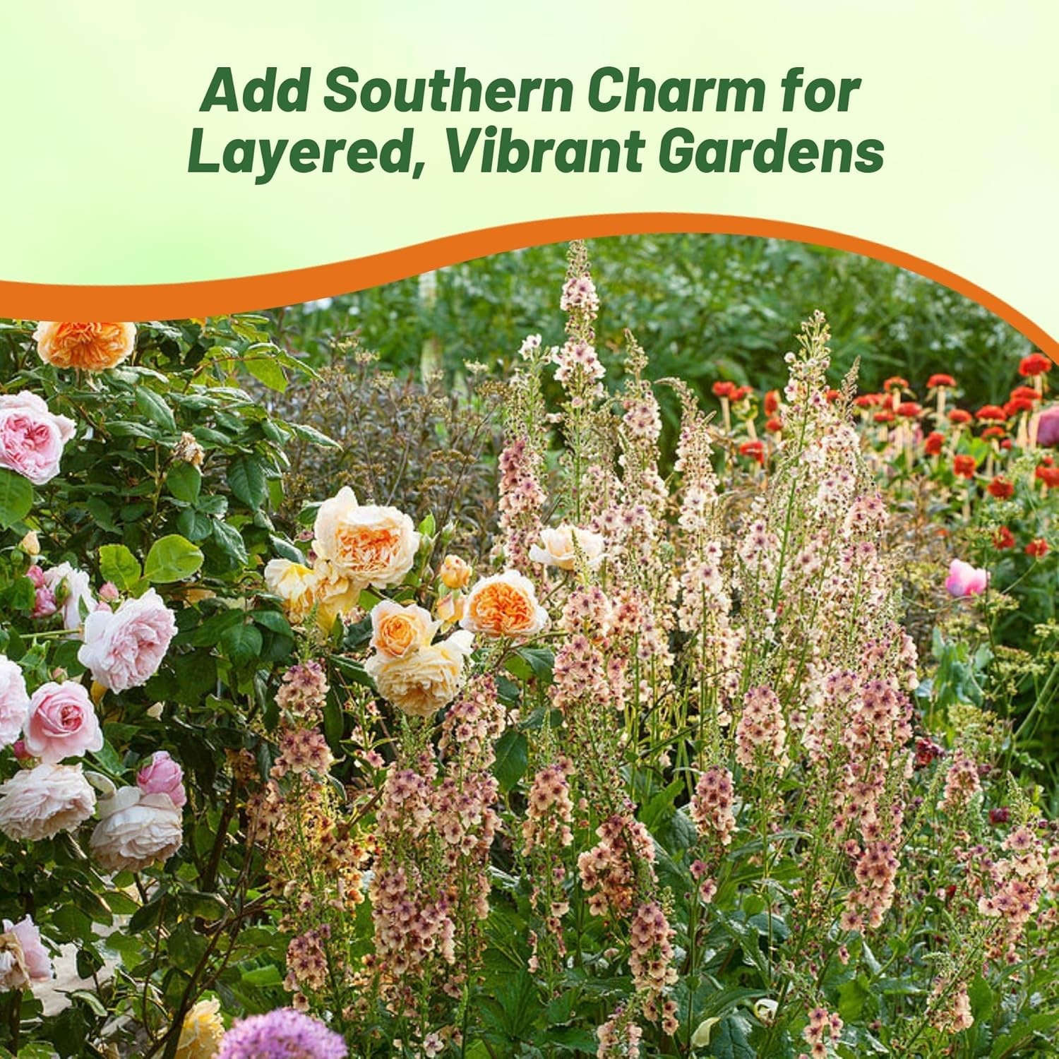 15 Seeds Verbascum Southern Charm Flower Seed Plant Mix – AKA Ornamental Mullein