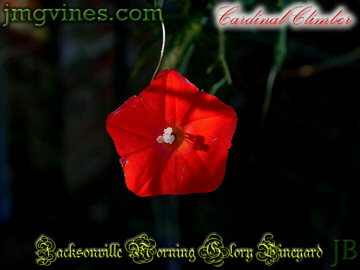 Cardinal Climber Ipomoea Sloteri Morning Glory 8 Seeds