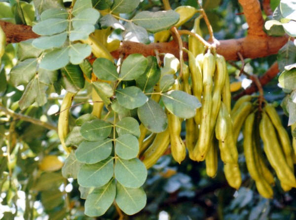 Carob Tree, Ceratonia siliqua, Tree Seeds