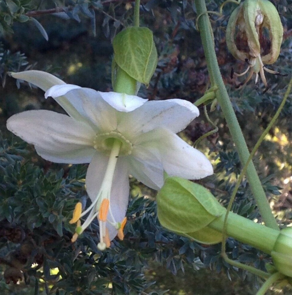 Passiflora tarminiana Alba | Banana Passionfruit Poka | 5_Seeds