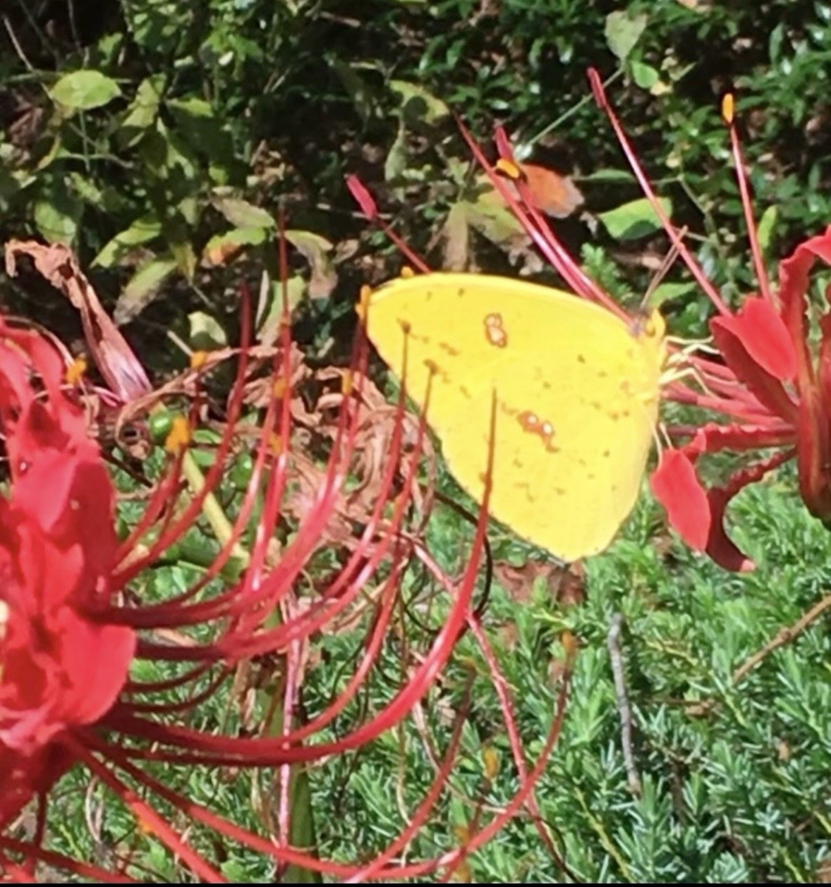 15 Red Spider Lily (Lycoris Radiata) Bulbs