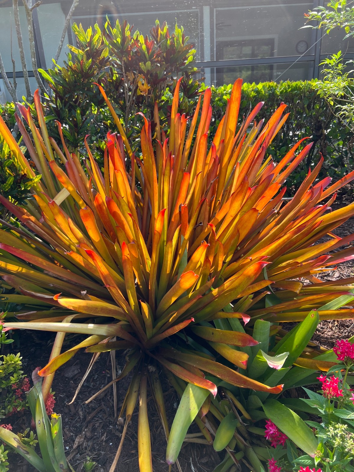 Aechmea “Red Candles” Bromeliad