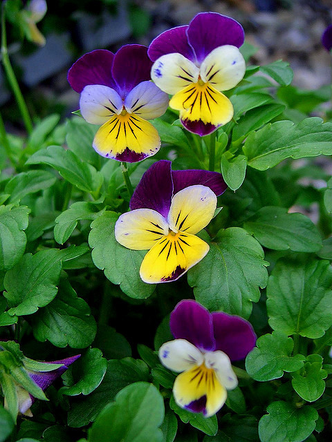 Johnny Jump Up Seeds, Viola Seeds, Perennial Heirloom Wildflower, Fragrant, 75ct