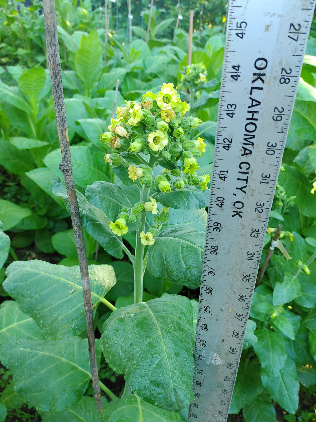 Ceremonial Indian TOBACCO 2000+ seeds NICOTIANA RUSTICA Mohawk Mapacho Aztec